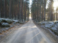 латгальский лес