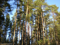латгальский лес